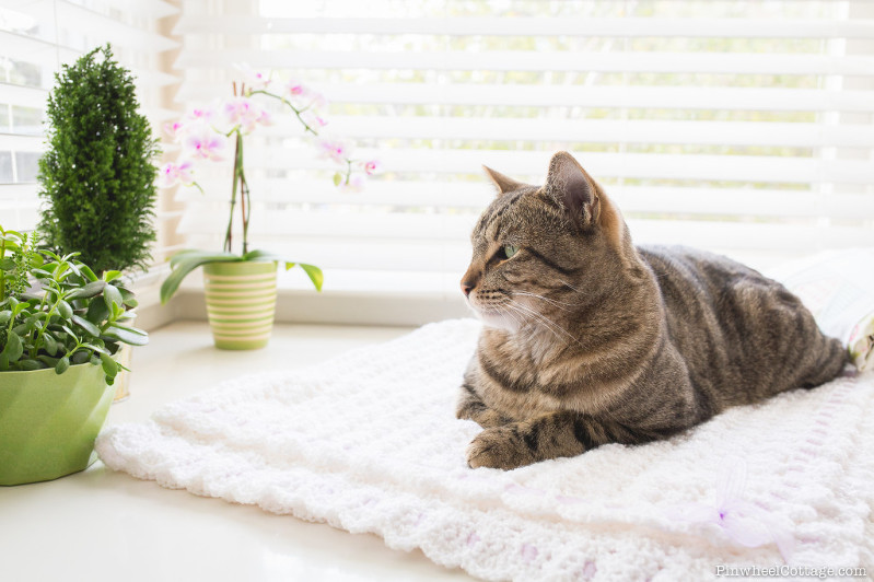 Cat on a Crochet Blanket