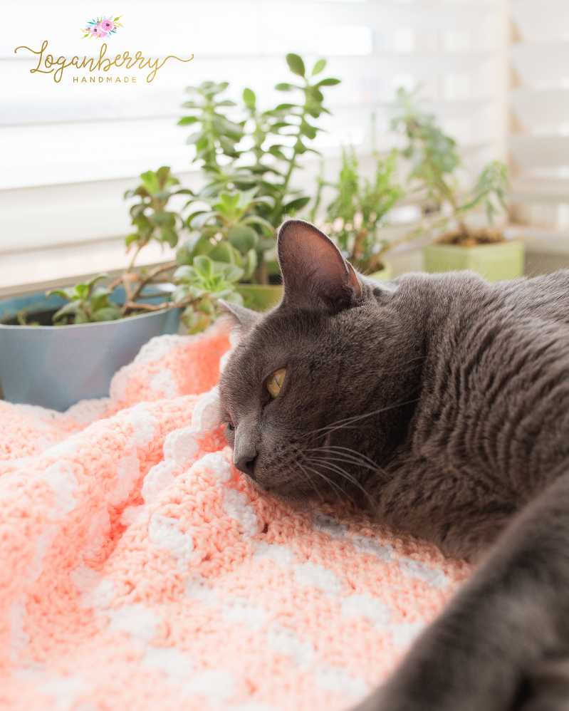 cats and blankets, cat on a blanket, peaches and cream crochet baby blanket, baby blanket crochet pattern, crochet baby blanket tutorial, free crochet pattern, how to crochet a baby blanket, crochet blanket with scallop trim, scallop edge crochet blanket, peach blanket, pink and white blanket
