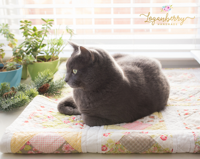cat on a quilt, cats on quilt, grey cat on blanket