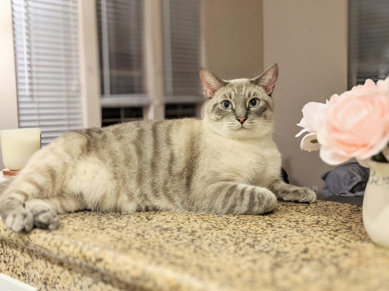 Beautiful Siamese Lynx Point Cat