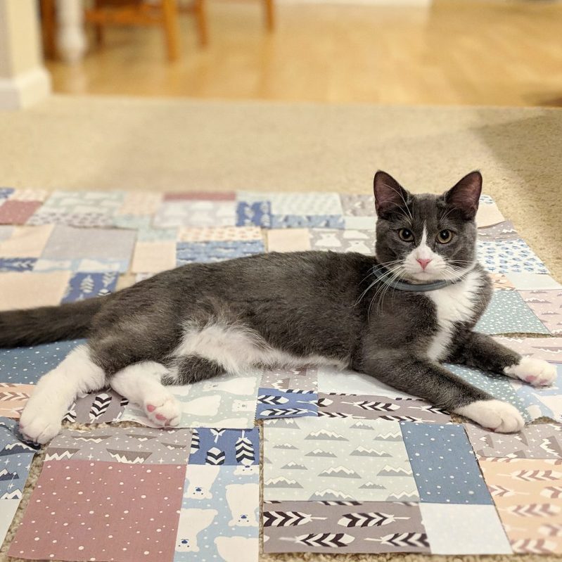 Arctic Polar Bear Quilt, Polar Bear Fabric, Elizabeth Hartman, Animal Quilts, Sewing for Kids, Quilts for Boys, Cats and Quilts, Quilts with Feathers, Mountains, Winter Quilts, Snow, Cats on Quilts, Grey Tuxedo Cat on Quilt