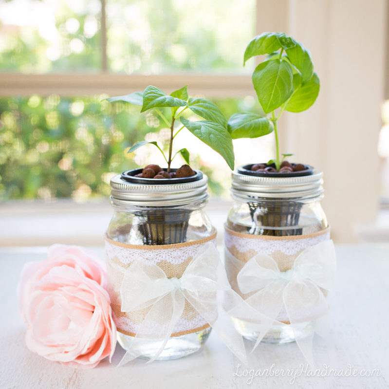 Mason Jar Plants, Hydroponics, Mother