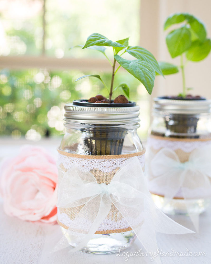 Mason Jar Plants, Hydroponics, Mother